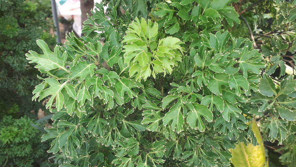 Polyscias fruticosa, Seremban, Negeri Sembilan, Malaysia