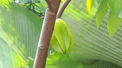 Averrhoa carambola