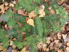 Abies balsamea image