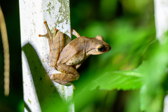 White-Lipped Treefrog photo 4
