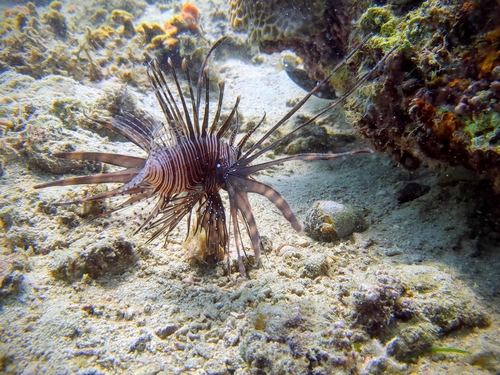 Lionfish