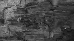 Steatornis caripensis