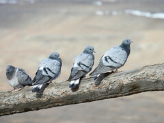 Hill Pigeon photo 4