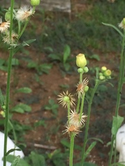 Erigeron primulifolius