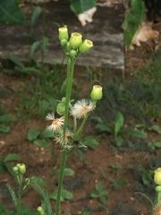 Erigeron primulifolius