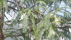 Sesbania grandiflora