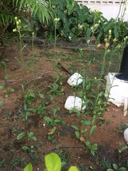 Erigeron primulifolius