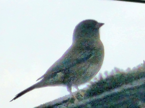 Slate-colored Junco photographed in Indiana