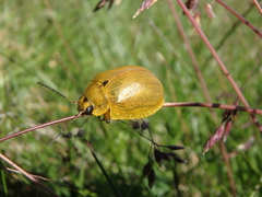 Paropsis augusta