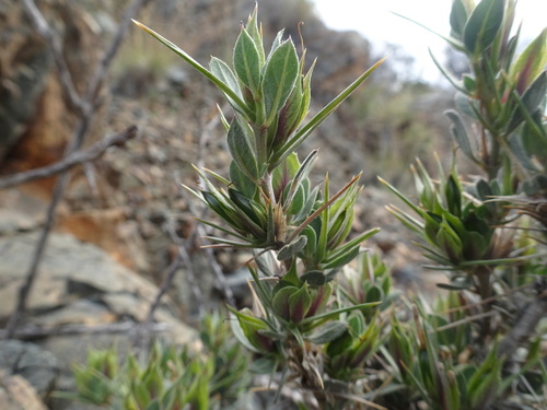 Image of Barleria stimulans by (c) Thomas Koffel, some rights reserved (CC BY)