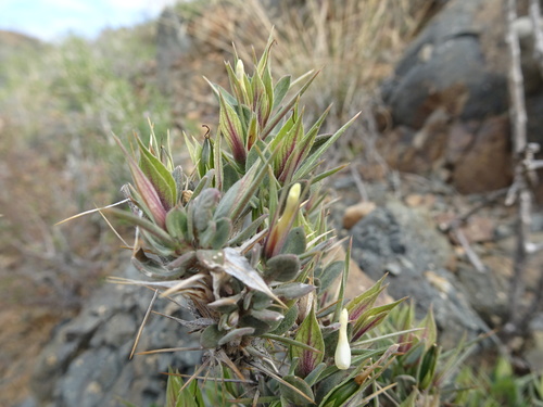 Image of Barleria stimulans by (c) Thomas Koffel, some rights reserved (CC BY)