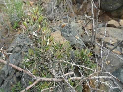 Image of Barleria stimulans by (c) Thomas Koffel, some rights reserved (CC BY)