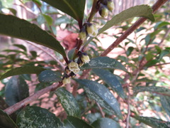 Eurya japonica