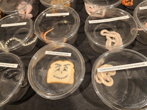 Triticum aestivum iNat (3)