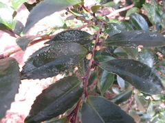 Eurya japonica