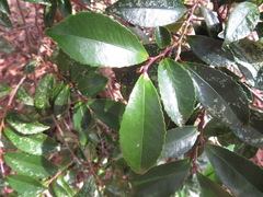Eurya japonica