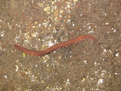 Macroperipatus torquatus