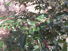 Eurya japonica
