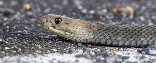 Eastern Brown Snake sighting