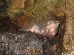 Steatornis caripensis