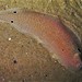 Spotfin Tongue Sole - Photo (c) J. Martin Crossley, some rights reserved (CC BY-NC-SA), uploaded by J. Martin Crossley