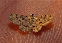 Gymnoscelis lophopus