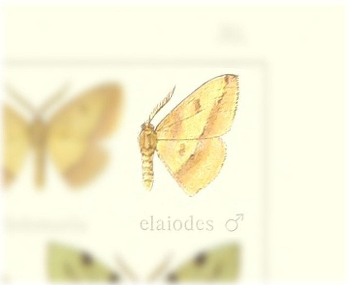 Heterolocha elaiodes