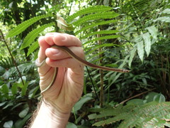 Tantilla melanocephala