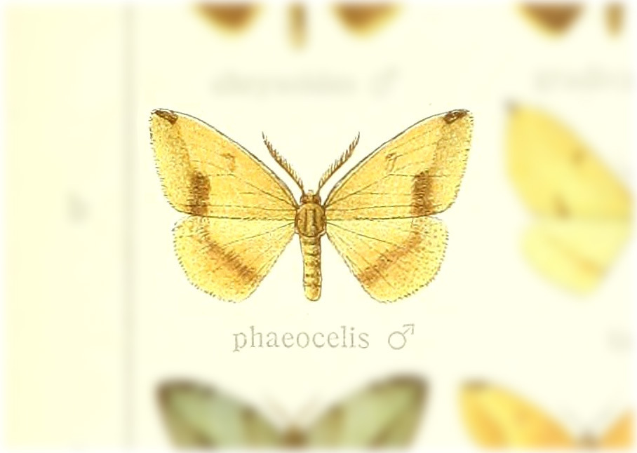 Heterolocha phaeocelis