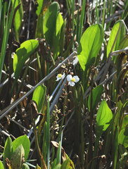 Sagittaria platyphylla