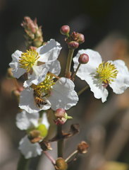 Sagittaria platyphylla
