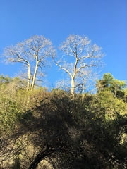 Sterculia appendiculata