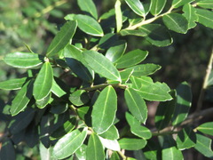 Ilex crenata