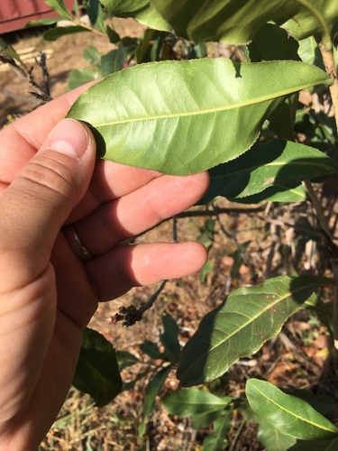 Ochna atropurpurea image