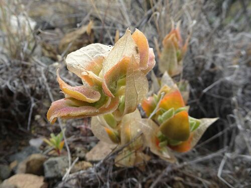 Image of Mesembryanthemum expansum by (c) Thomas Koffel, some rights reserved (CC BY)