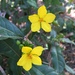 Common Forest Ochna - Photo (c) bryanadkins, some rights reserved (CC BY-NC)