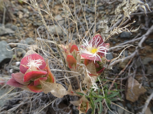 Image of Mesembryanthemum expansum by (c) Thomas Koffel, some rights reserved (CC BY)