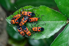 Oncopeltus nigriceps