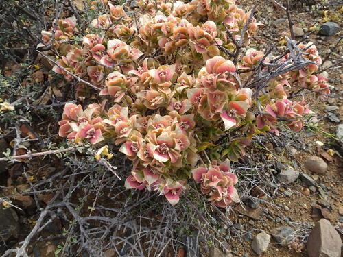 Sceletium expansum 3