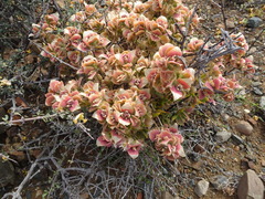 Kougoed (Sceletium)