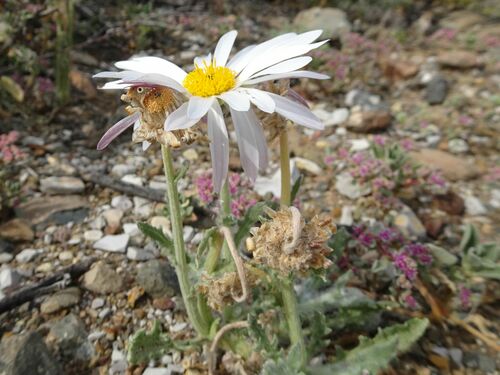 Image of Arctotis leiocarpa by (c) Thomas Koffel, some rights reserved (CC BY)