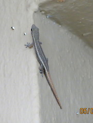 Lygodactylus conraui