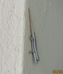 Lygodactylus conraui