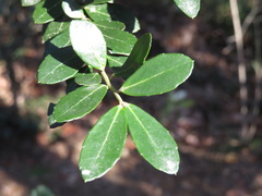 Ilex crenata