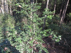 Ilex crenata