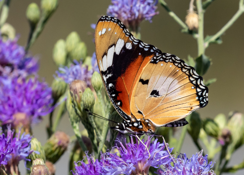 Danaid Eggfly