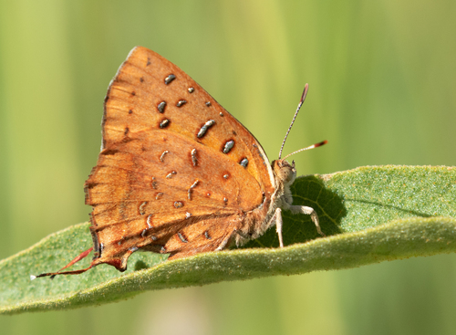 Southern Scarlet