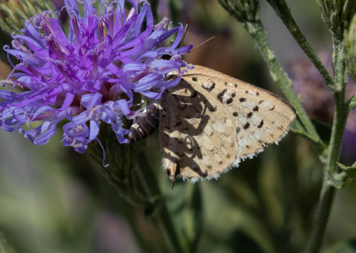 Silver-spotted Grey