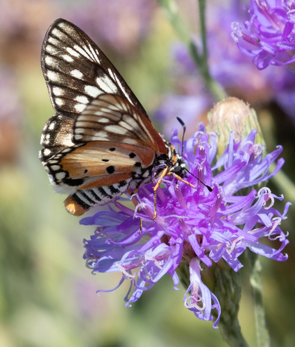 Spotted Paradise Skipper
