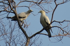 Ducula bicolor